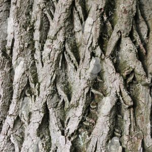 Bark Textures