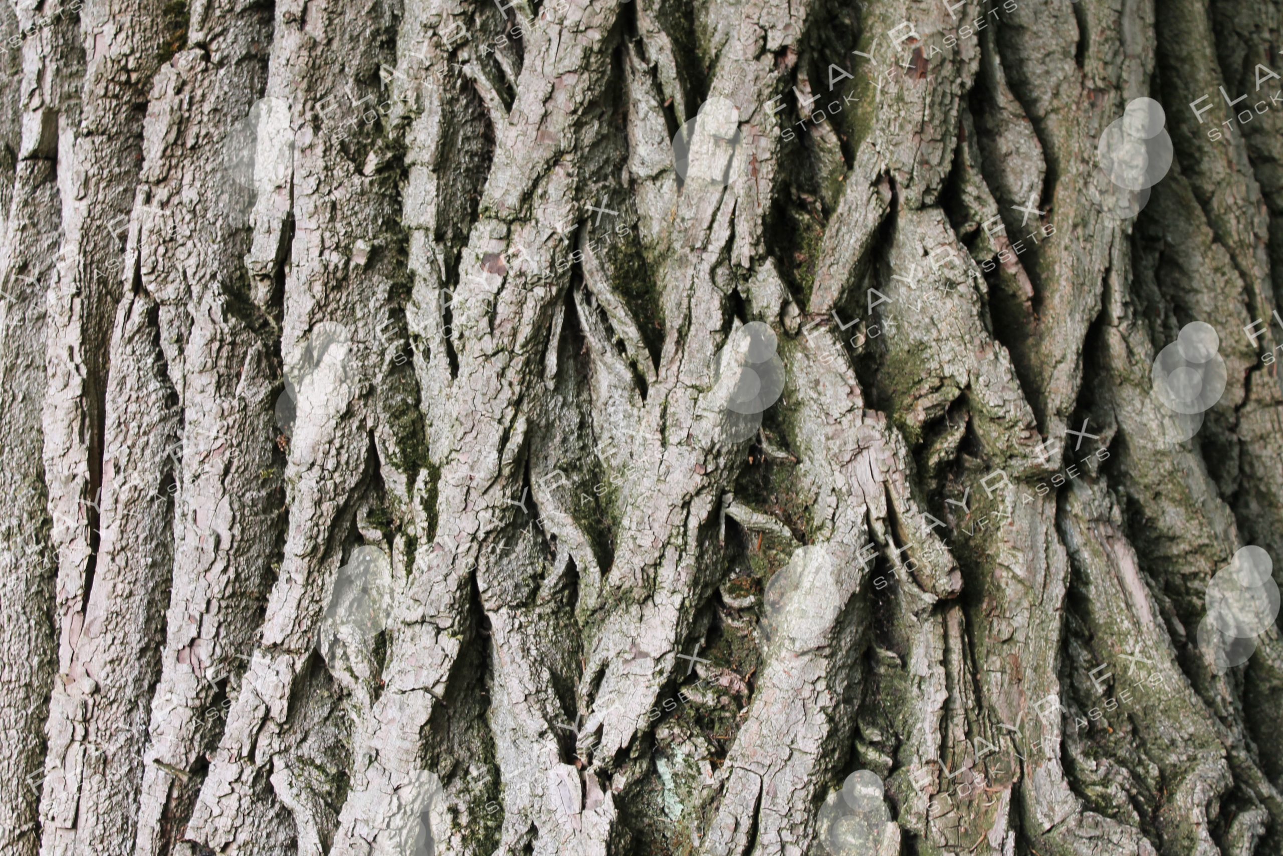 Bark Textures