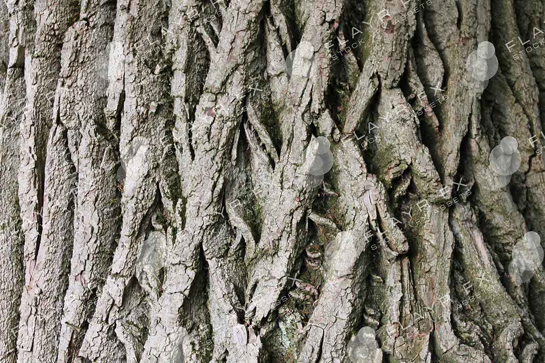 Bark Textures - Image 5
