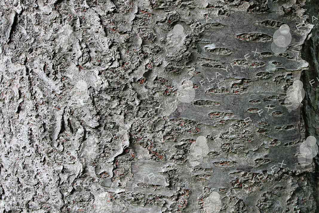 Bark Textures - Image 4