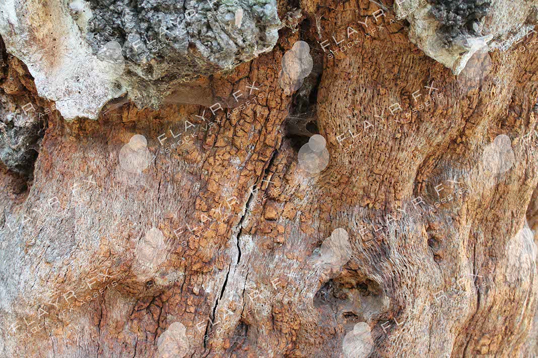 Bark Textures - Image 3