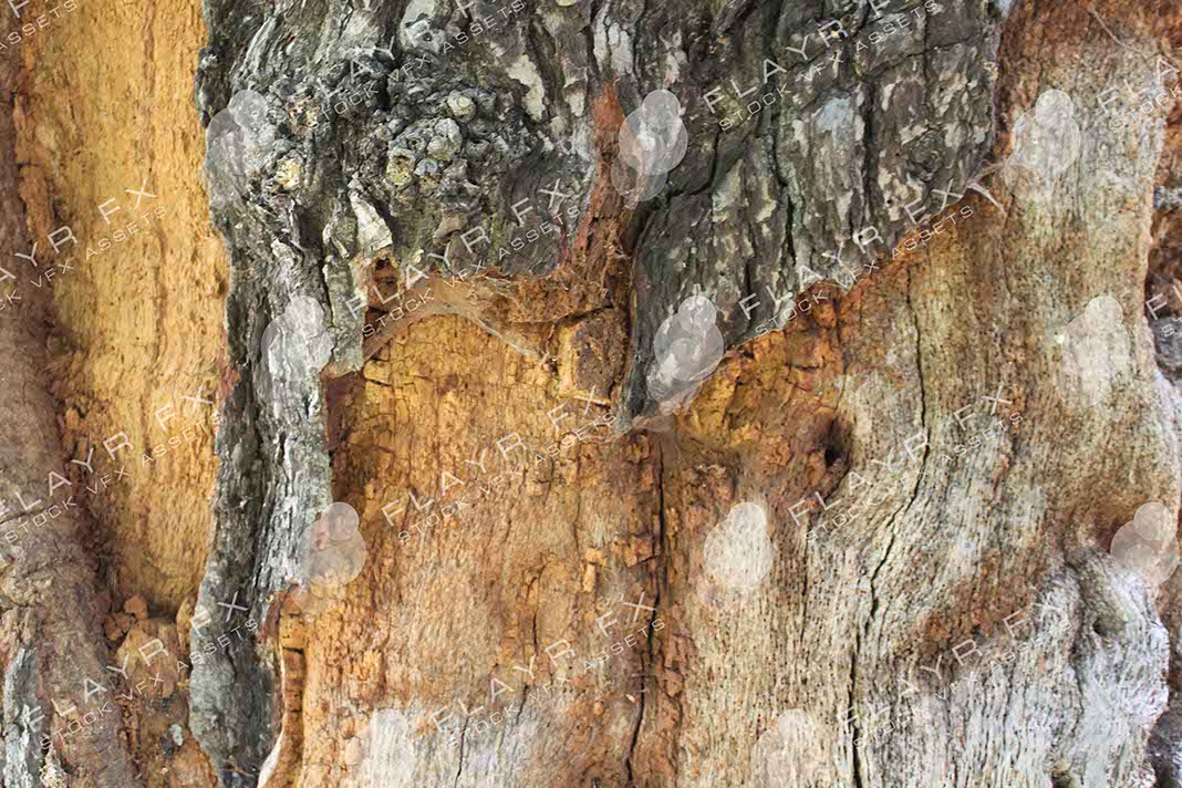 Bark Textures - Image 2