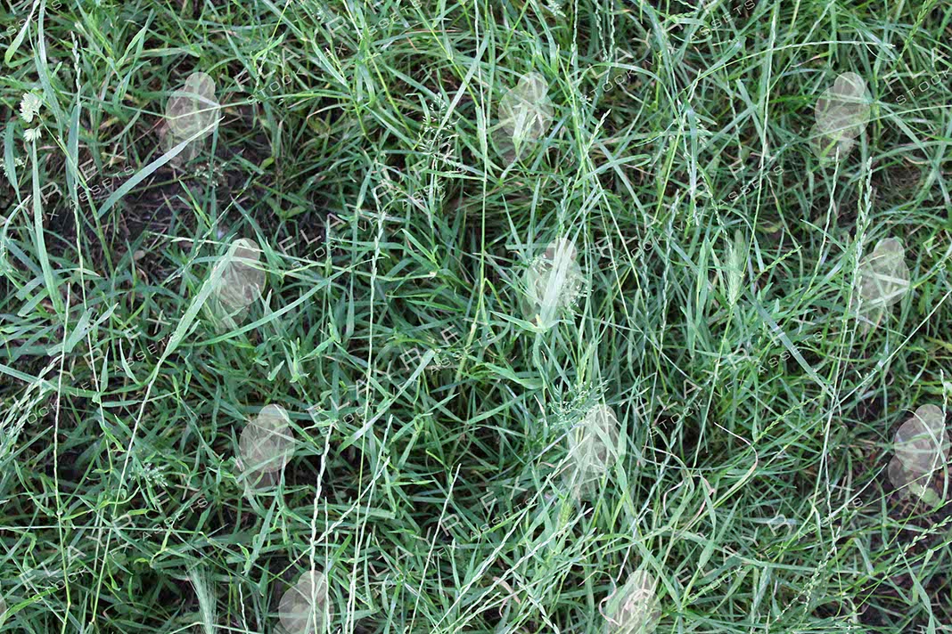 Grass Textures - Image 5