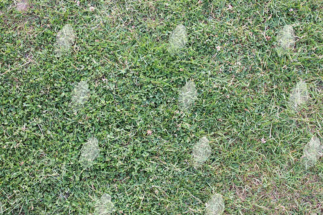Grass Textures - Image 3