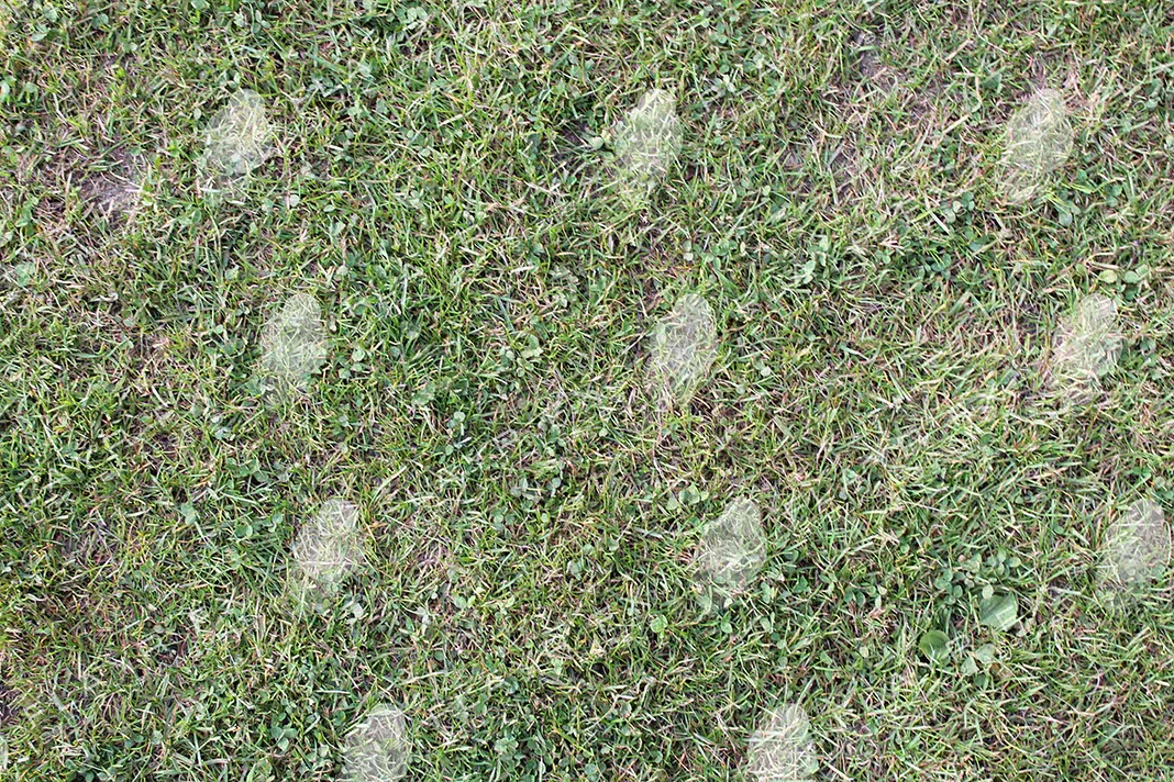 Grass Textures - Image 4